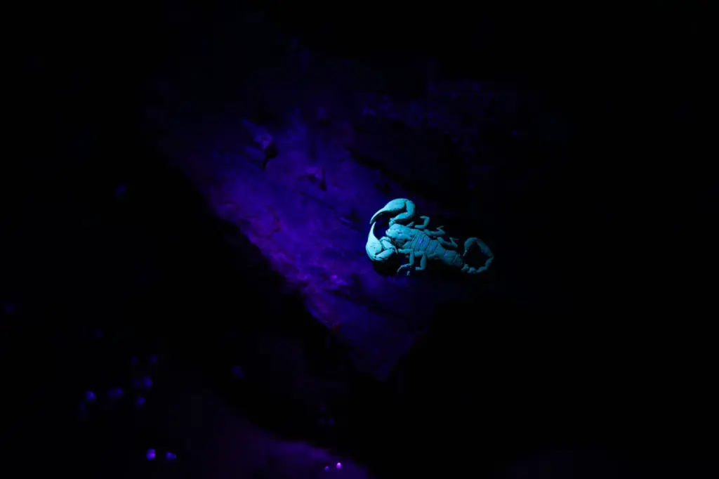 The orchestra of biodiversity that only sounds in the dark
