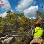 Forest fire in Segorbe stabilized after burning 630 hectares in the Sierra Calderona