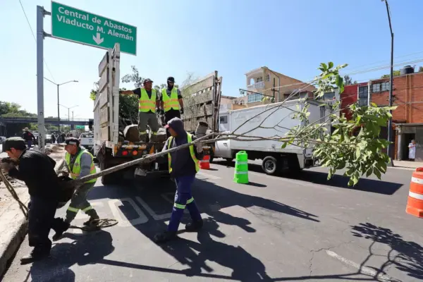 Contact zones: the future of trees in Mexico City
