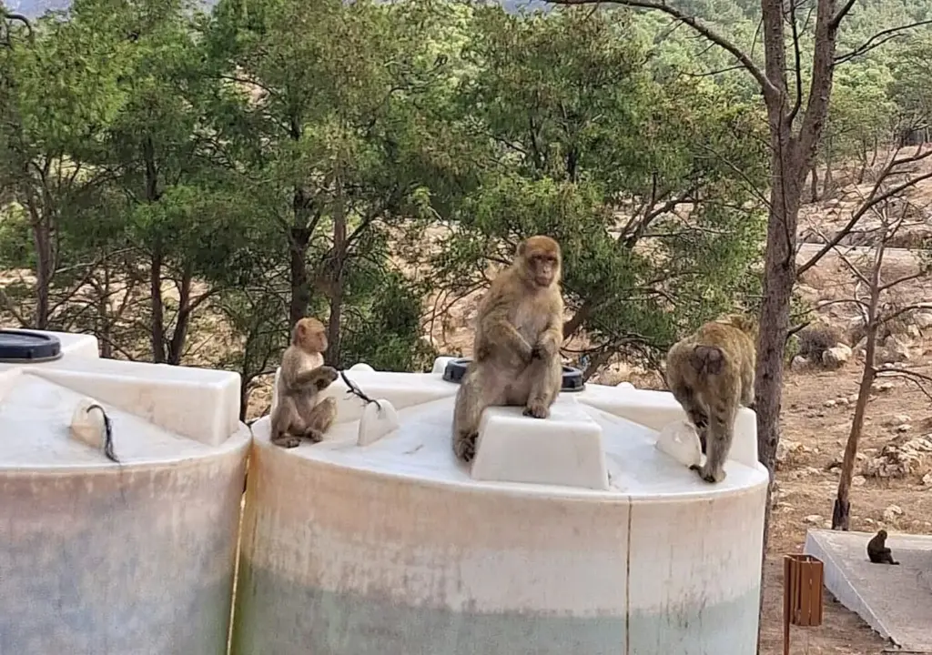 In the Gurugú there are only monkeys left