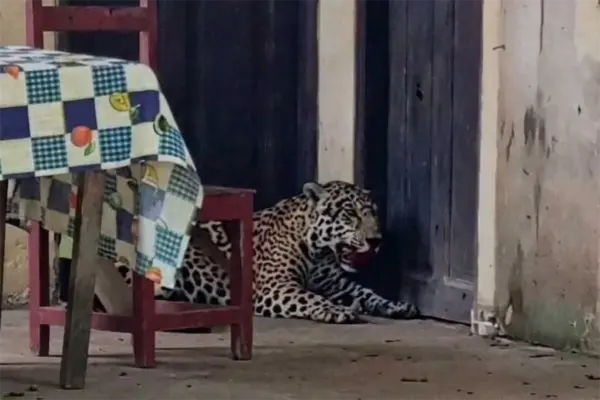 Man sent to jail for the death and mutilation of a jaguar in Bolivia
