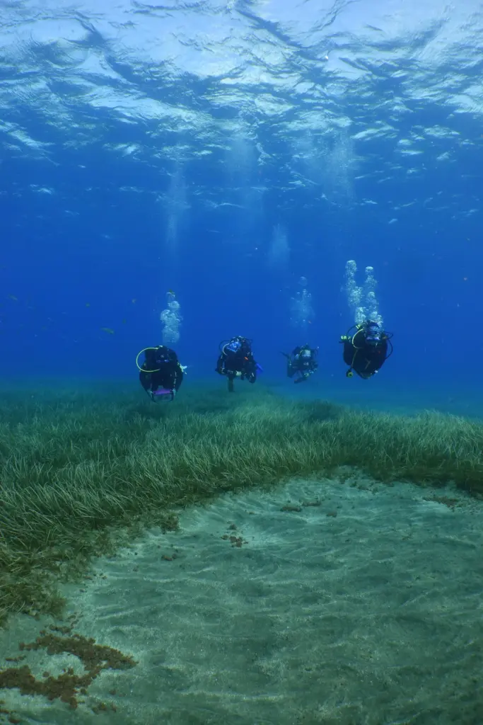 This is what a seagrass transplant looks like: Tenerife recovers its underwater lung with seeds cultivated in the laboratory