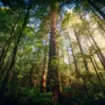 Temperate forests that disappeared in the past over millennia are now vanishing with the same pattern, but in decades