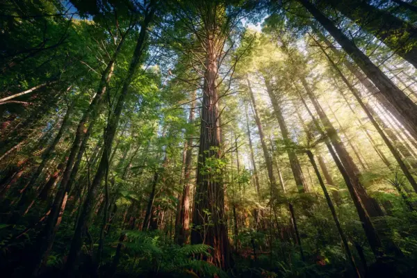 Temperate forests that disappeared in the past over millennia are now vanishing with the same pattern, but in decades