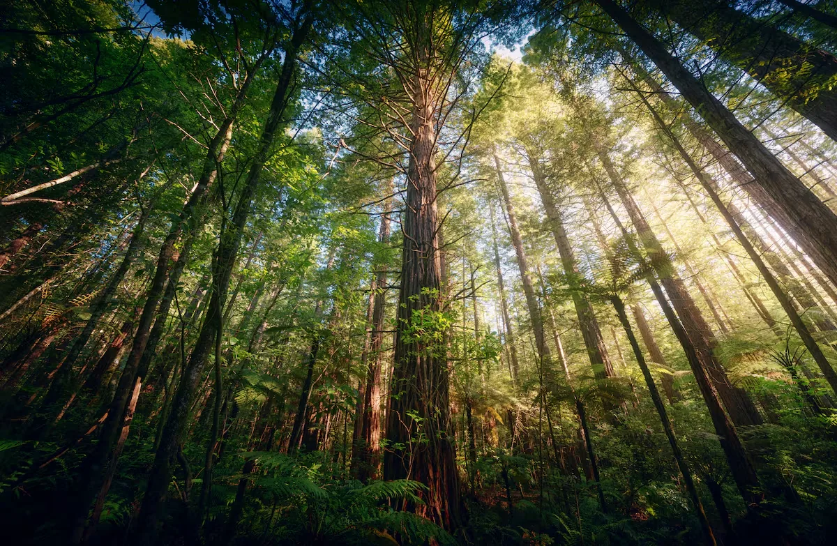 Temperate forests that disappeared in the past over millennia are now vanishing with the same pattern, but in decades