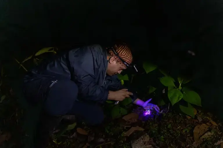 The orchestra of biodiversity that only sounds in the dark