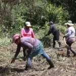 Women lead the restoration and protection of mangroves in El Salvador