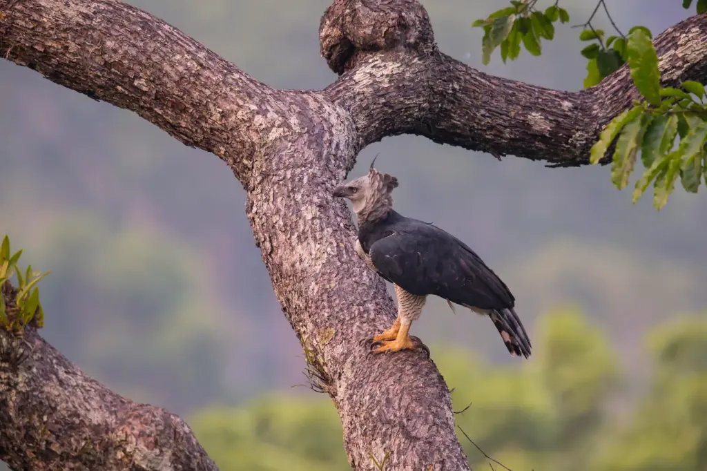 The blue macaw enters, the harpy eagle leaves: this is how the list of endangered species is made in Brazil, the country with the most biodiversity in the world