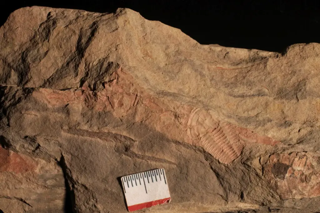The Cambrian fecal revolution: poop from millions of years ago reveals its importance in the greatest explosion of life on Earth