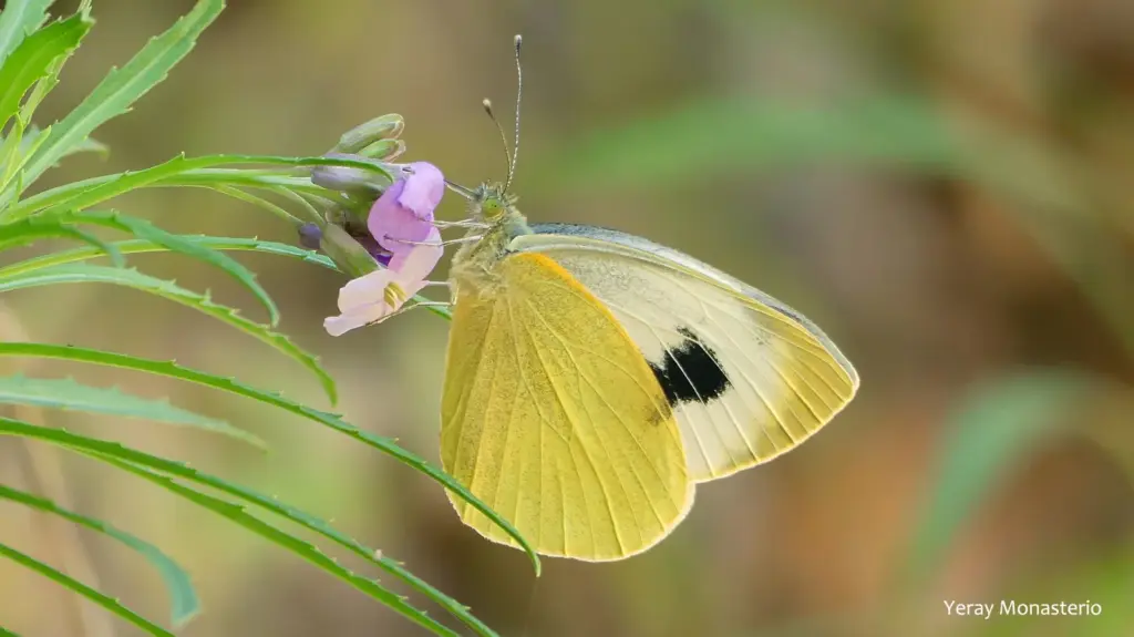 Mediterranean butterflies move to the Basque Country in search of the climate of the past