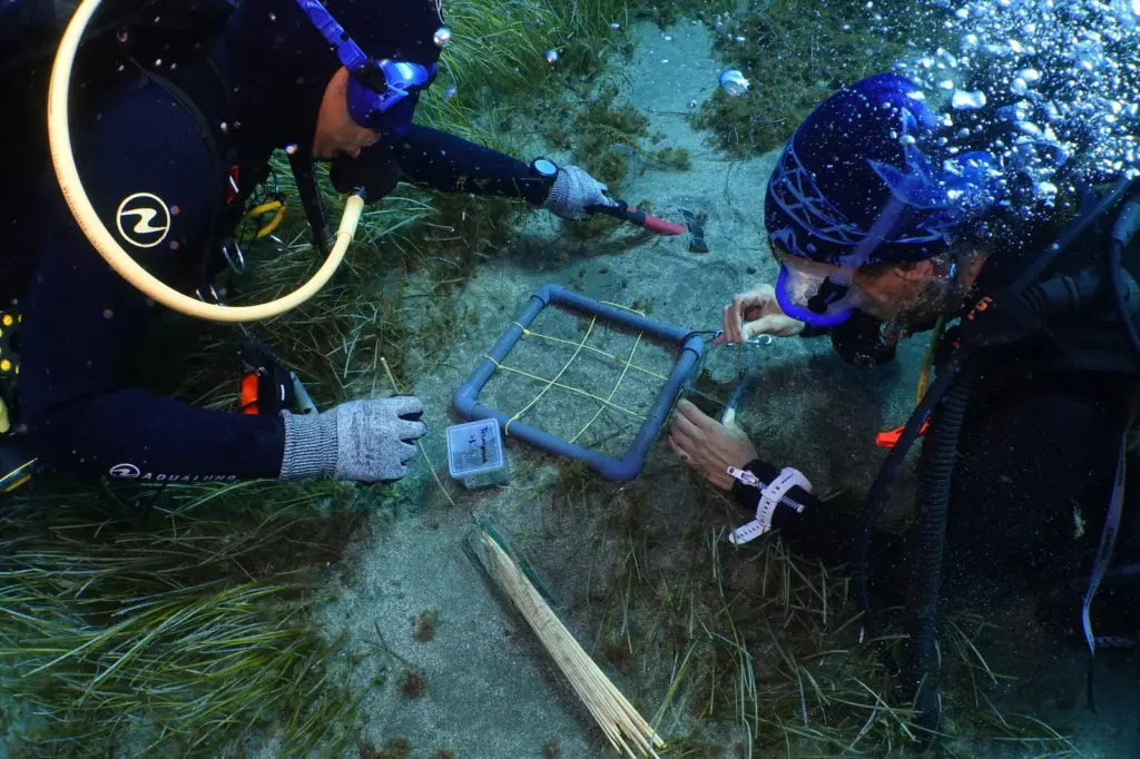 This is what a seagrass transplant looks like: Tenerife recovers its underwater lung with seeds cultivated in the laboratory