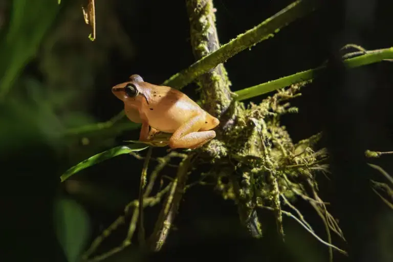 The orchestra of biodiversity that only sounds in the dark