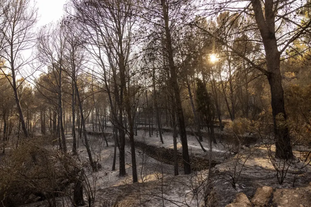 Environmental Hoax Detector | Five Myths About Forest Fires