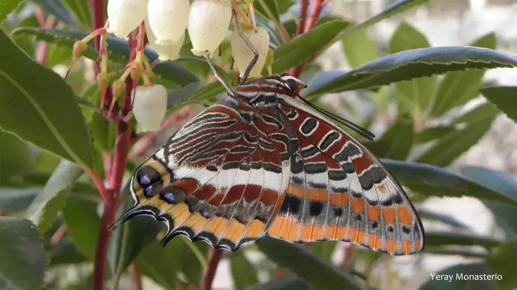 Mediterranean butterflies move to the Basque Country in search of the climate of the past