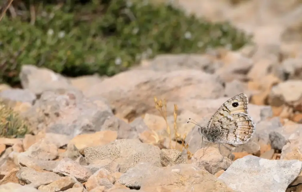 Mediterranean butterflies move to the Basque Country in search of the climate of the past