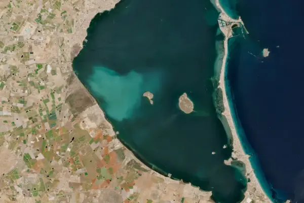 The white spot in the Mar Menor devastates seven kilometers of vegetation and decimates fish populations: from 21 species to only three