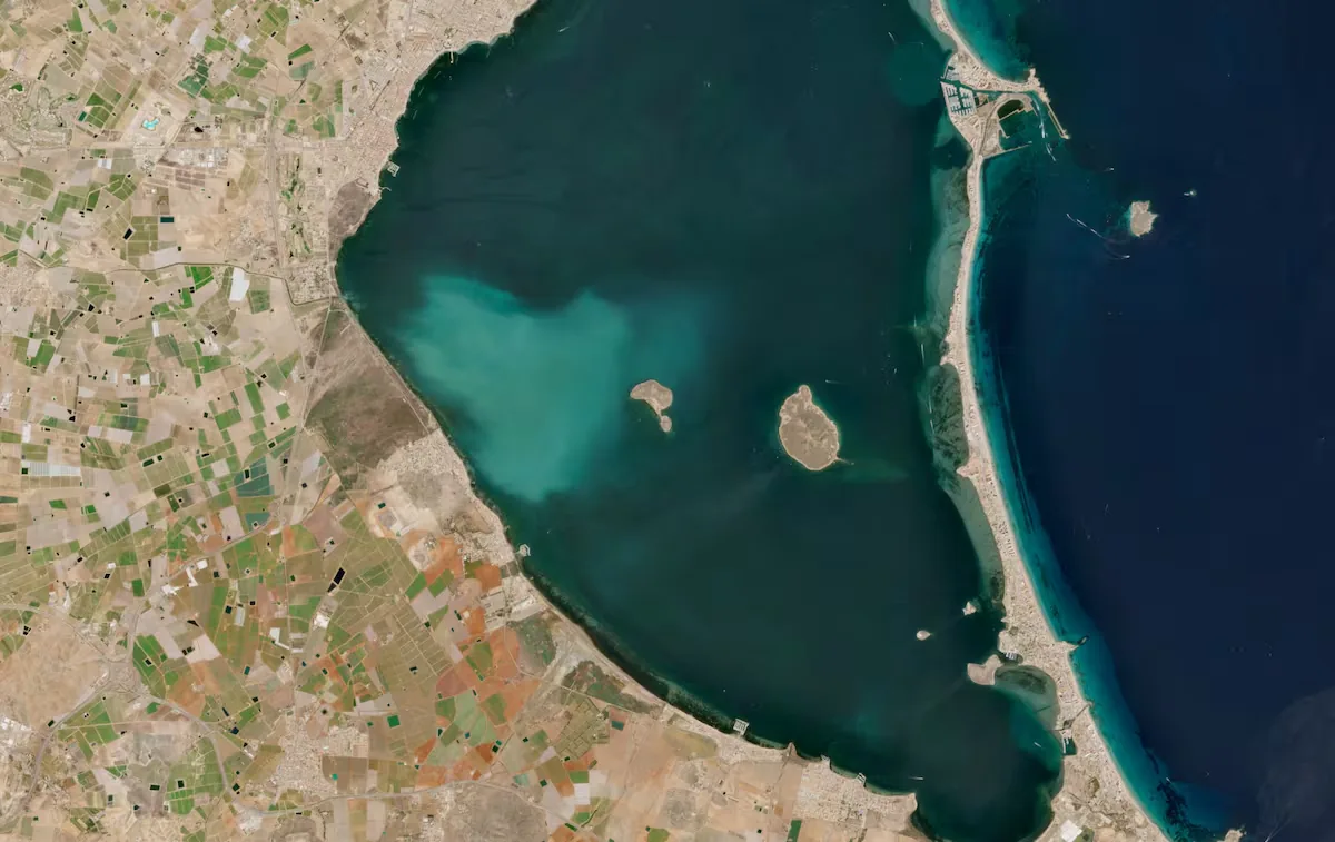 The white spot in the Mar Menor devastates seven kilometers of vegetation and decimates fish populations: from 21 species to only three