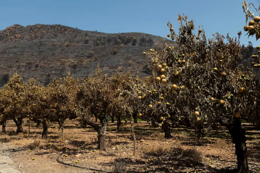 Storms, fire, and drought: the Spanish countryside tries to endure after eight months of climatic suffocation