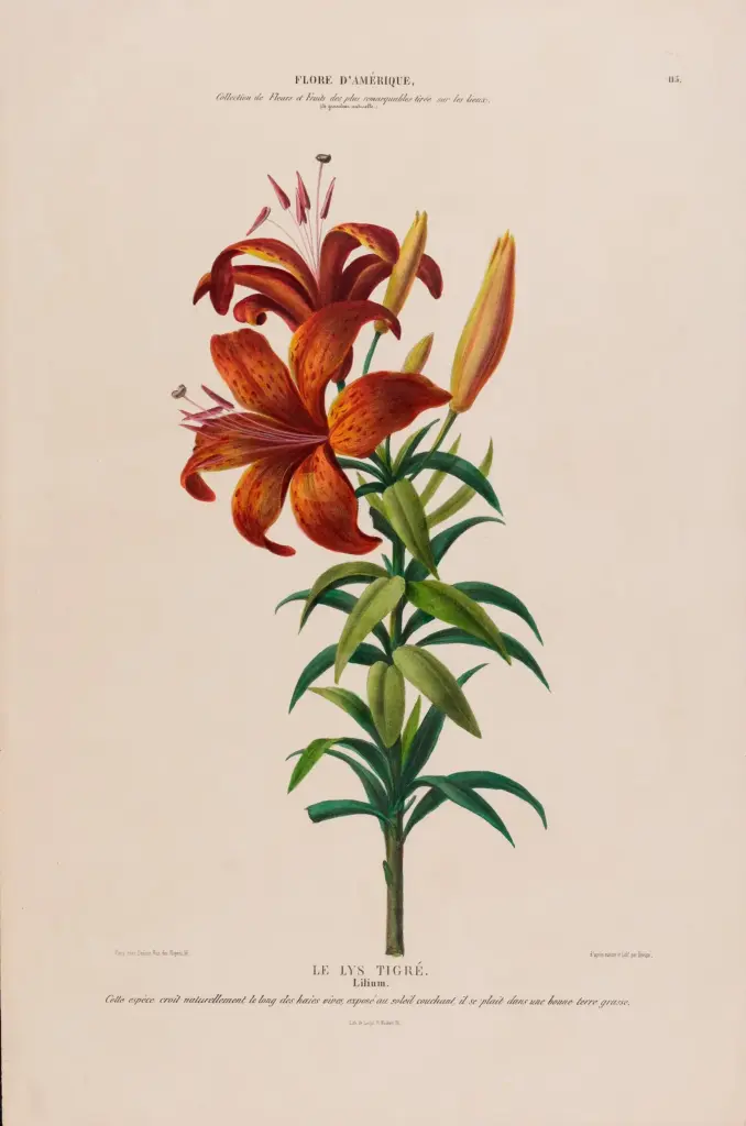 Colette's Herbarium: An Imagined Natural History of Flowers
