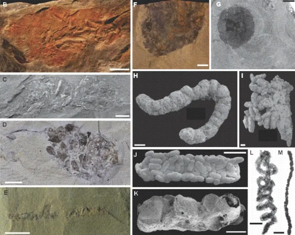 The Cambrian fecal revolution: poop from millions of years ago reveals its importance in the greatest explosion of life on Earth
