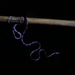 The orchestra of biodiversity that only sounds in the dark