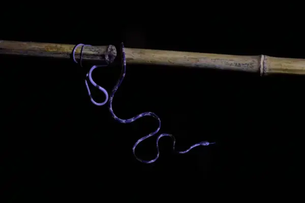 The orchestra of biodiversity that only sounds in the dark