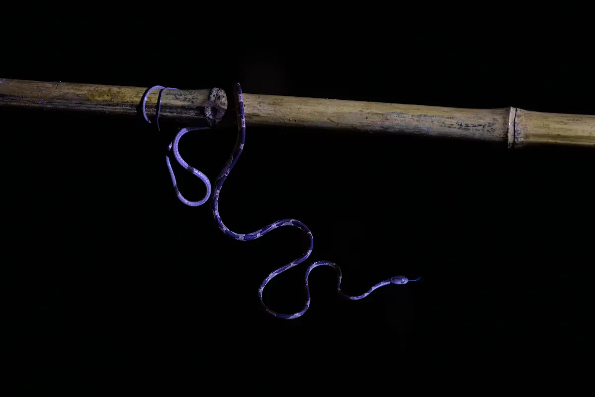 The orchestra of biodiversity that only sounds in the dark