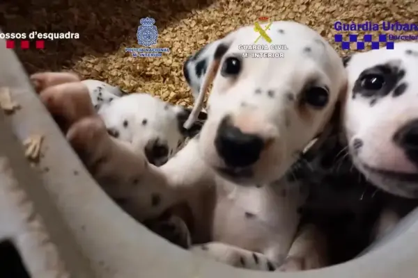 The Prosecutor's Office requests up to 17 years in prison for members of an illegal pet trafficking network