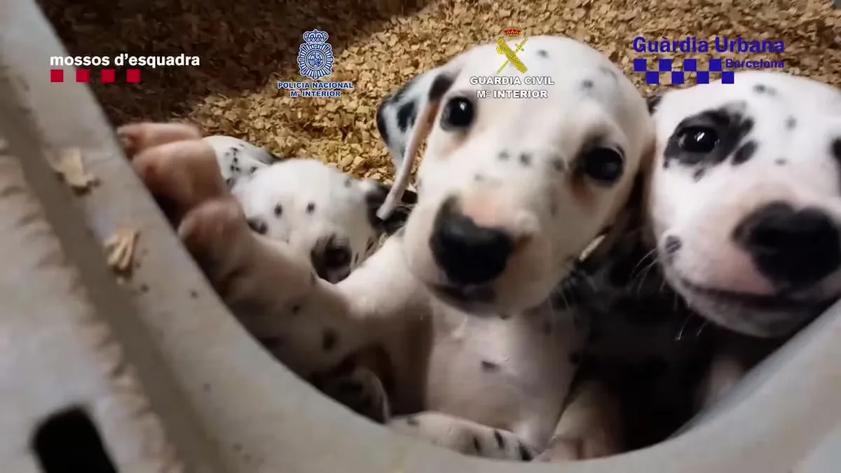 The Prosecutor's Office requests up to 17 years in prison for members of an illegal pet trafficking network