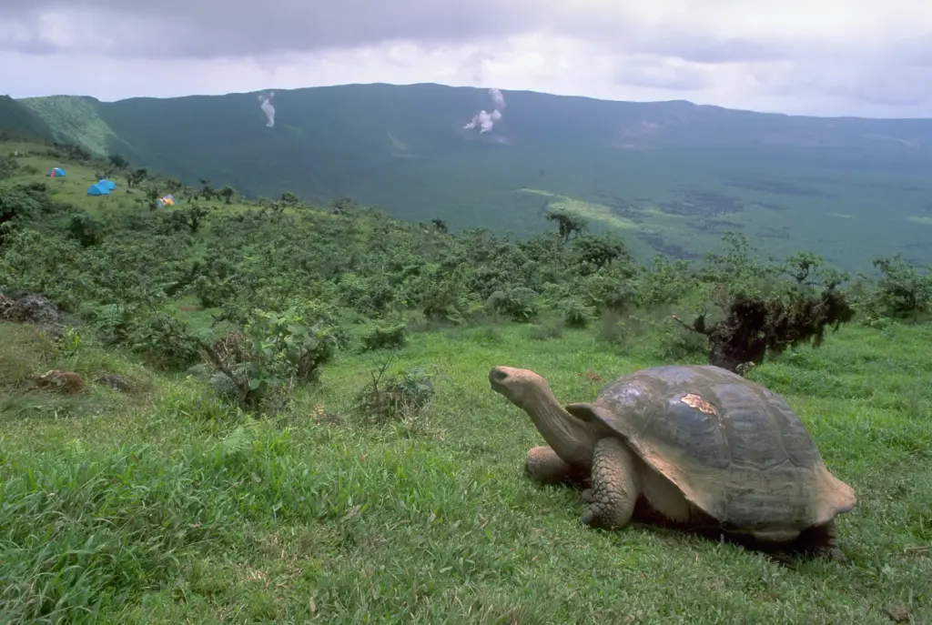 Galápagos, the paradise under criminal siege
