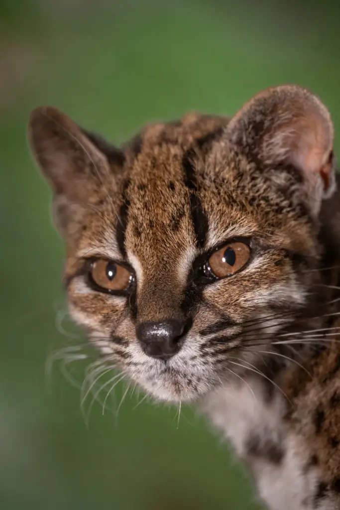 El tilcayo, first wild feline discovered in more than one hundred years