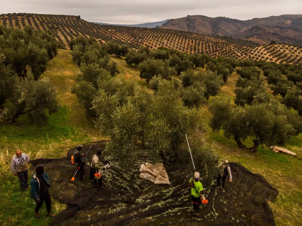 The challenge for olive mills: either they concentrate the supply or they are doomed to close