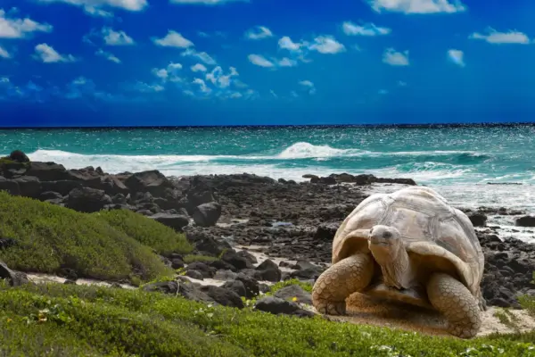 Galápagos, the paradise under criminal siege
