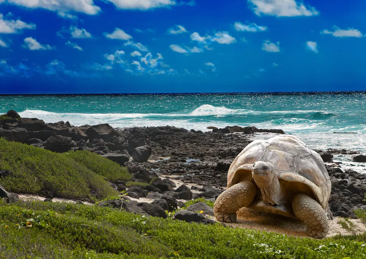 Galápagos, the paradise under criminal siege