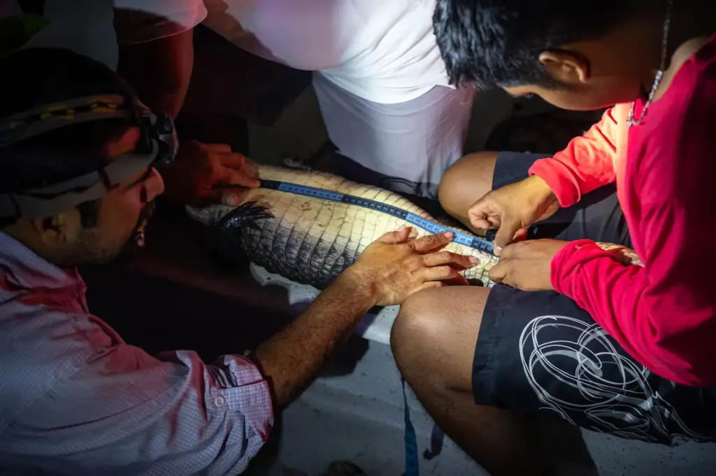 La Ventanilla, the Oaxacan paradise of the American crocodile