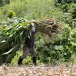 ‘El Niño’ will reach its peak at the end of the year and will extend until February: “It is acquiring enormous proportions before our eyes”