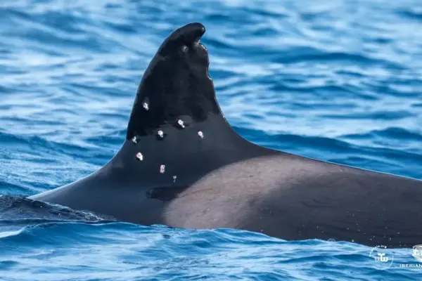 The Government sees crime in the shots fired at the orca ‘Toñi’ and transfers the investigation to the Prosecutor's Office and the Civil Guard