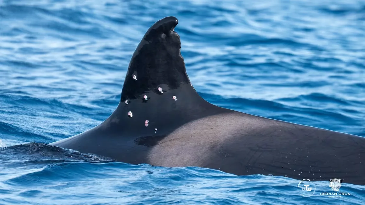 The Government sees crime in the shots fired at the orca ‘Toñi’ and transfers the investigation to the Prosecutor's Office and the Civil Guard