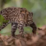 El tilcayo, first wild feline discovered in more than one hundred years