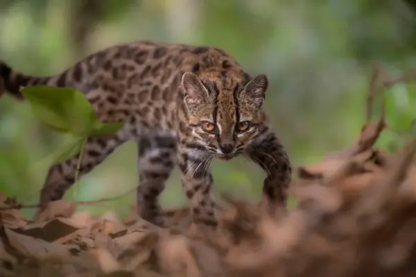 El tilcayo, first wild feline discovered in more than one hundred years