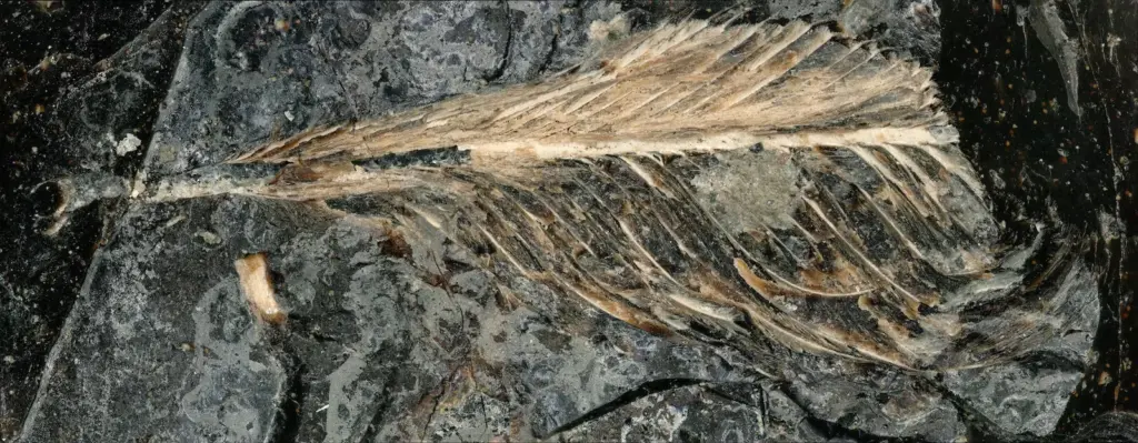 A feather trapped in dinosaur dung gives new clues about the extinction of primitive birds