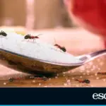 Goodbye to ants at home: the trap that works against the entire colony