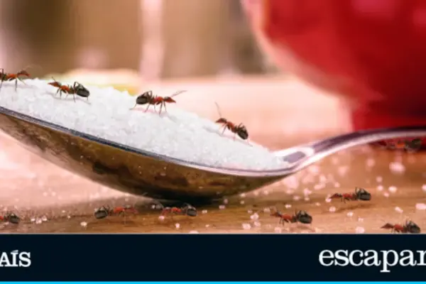 Goodbye to ants at home: the trap that works against the entire colony