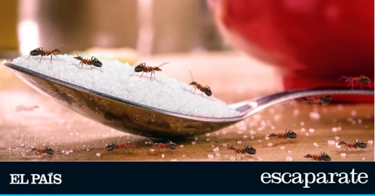 Goodbye to ants at home: the trap that works against the entire colony