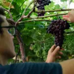 This is how Murcia became a world power in grape patents: "Only California surpasses us"