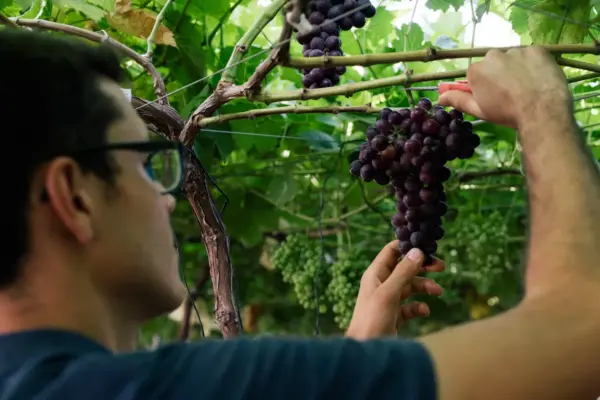 This is how Murcia became a world power in grape patents: "Only California surpasses us"