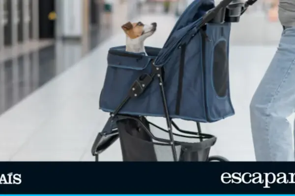 The 5 dog strollers that are a hit on Amazon: foldable, durable, and for different sizes