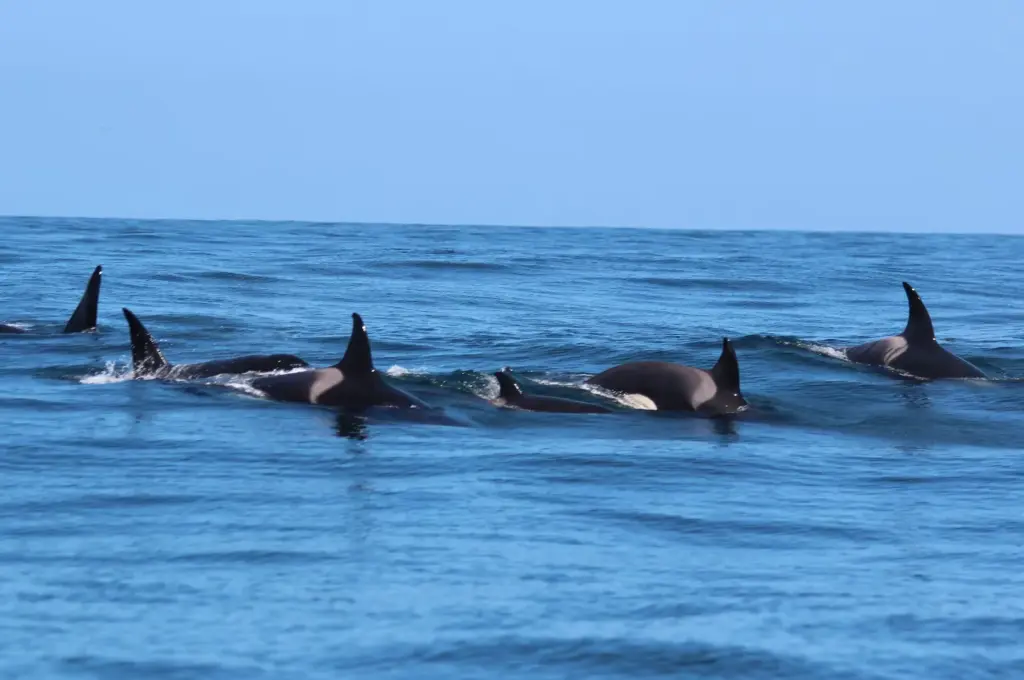 The Government sees crime in the shots fired at the orca ‘Toñi’ and transfers the investigation to the Prosecutor's Office and the Civil Guard