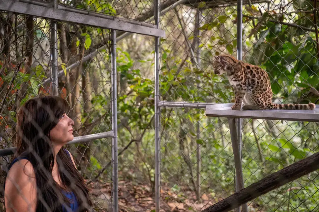 El tilcayo, first wild feline discovered in more than one hundred years
