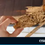 Goodbye to woodworm and termites: the gel that protects wood and fights pests